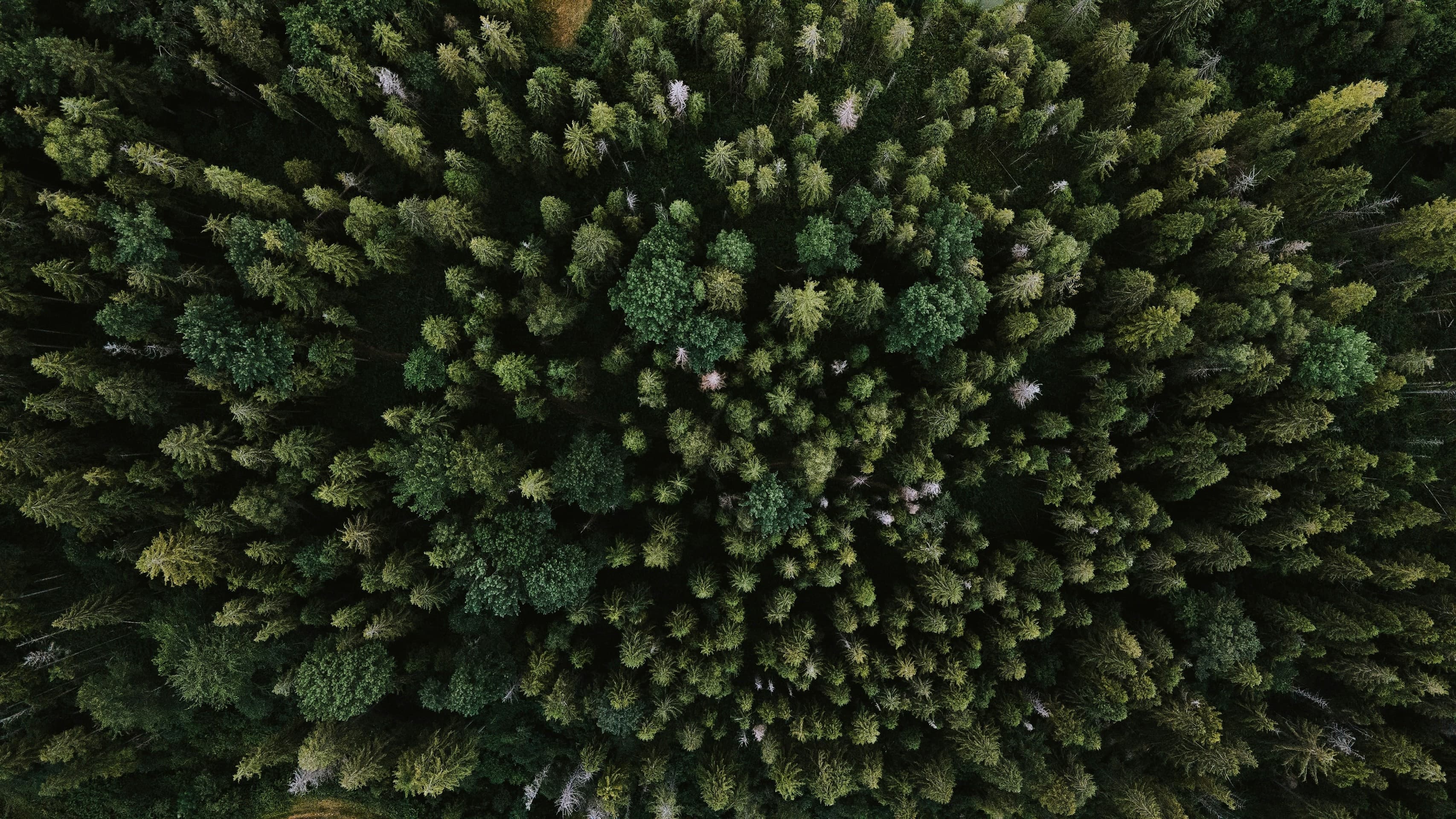 Forest background